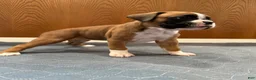 Boxer dogs for sale: Chanel - Ad 3