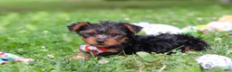 Yorkshire Terrier dogs for sale: Lola - Ad 16