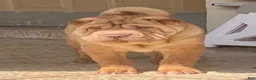 Shar Pei dogs for sale: Goose - Ad 27