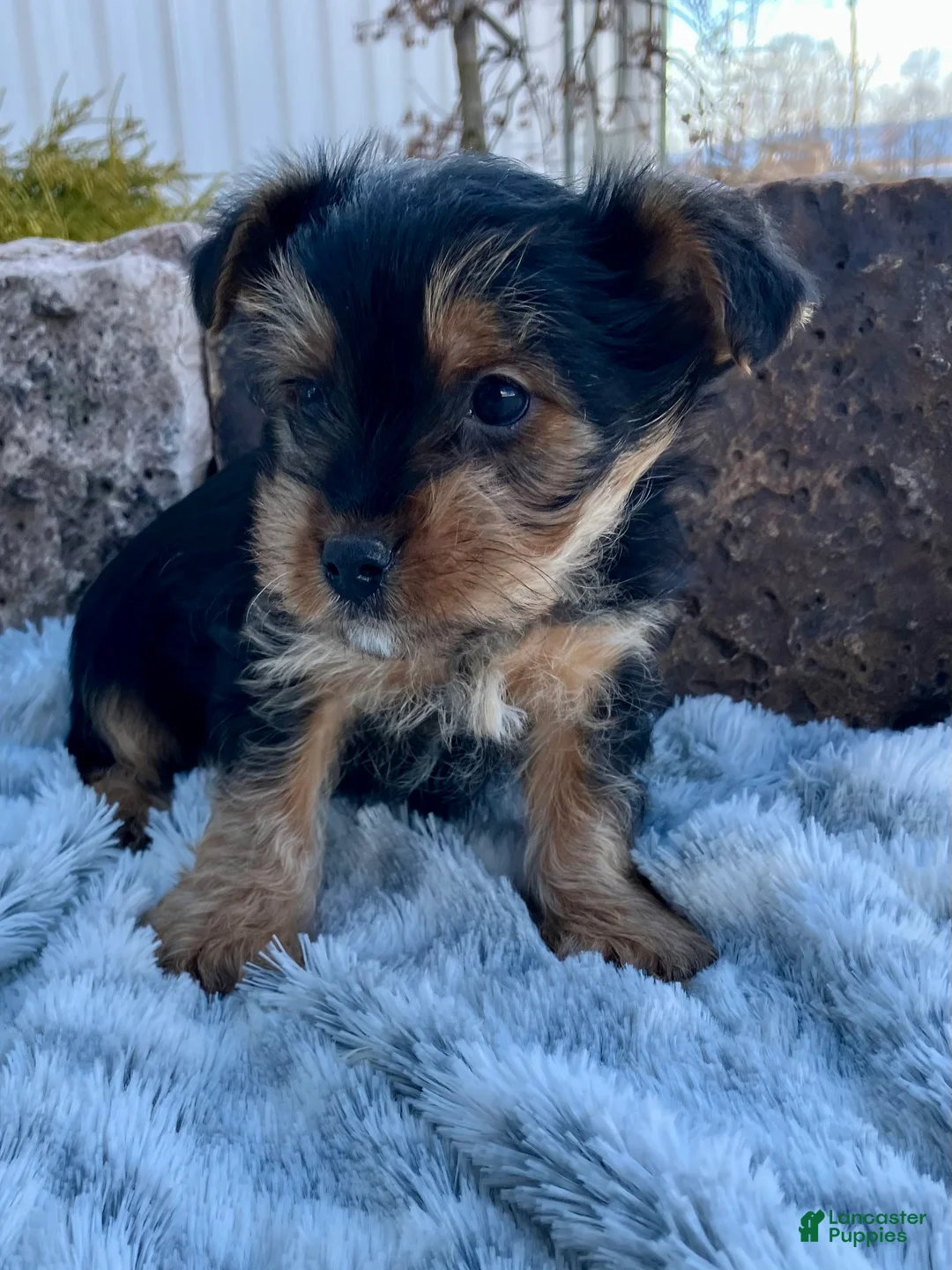 Yorkshire Terrier dogs for sale: Kolby - Ad 4