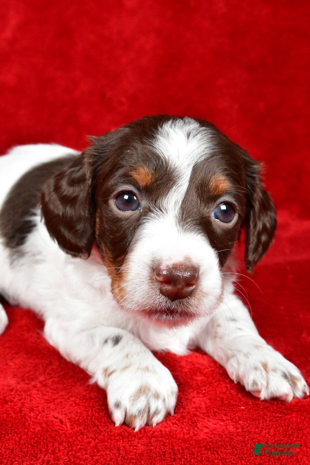 Miniature Dachshund dogs for sale: Clover - Ad 4