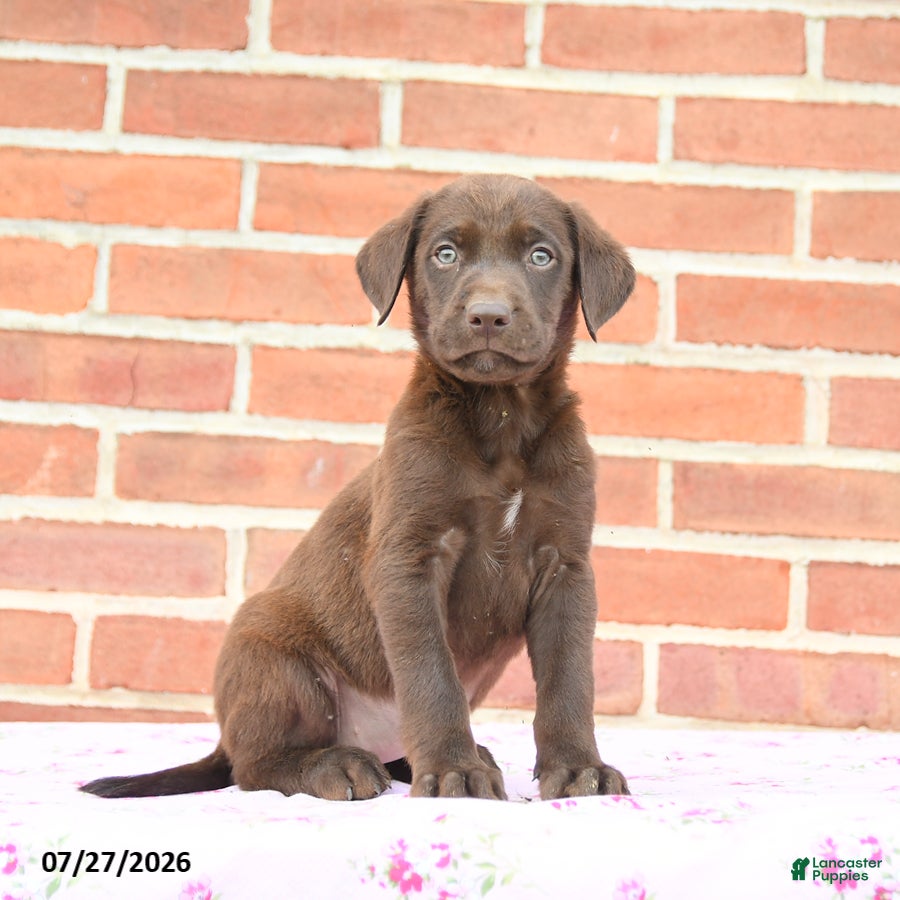 Labrador Retriever dogs Puddles - Ad 1