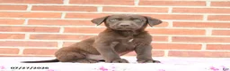 Labrador Retriever dogs for sale: Puddles - Ad 1