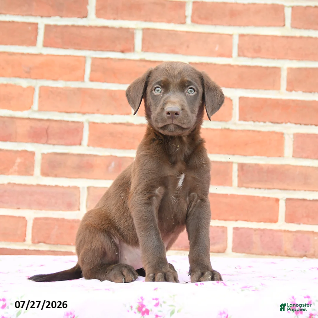 Labrador Retriever dogs for sale: Puddles - Ad 1