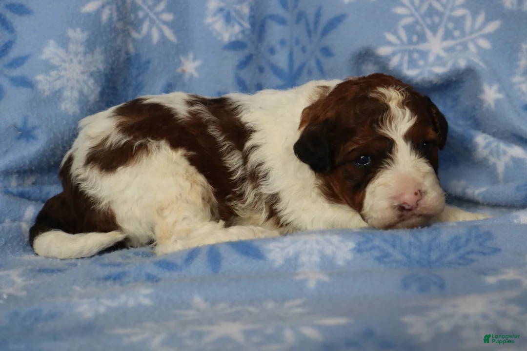 Mini Goldendoodle dogs for sale: Lance - Ad 2