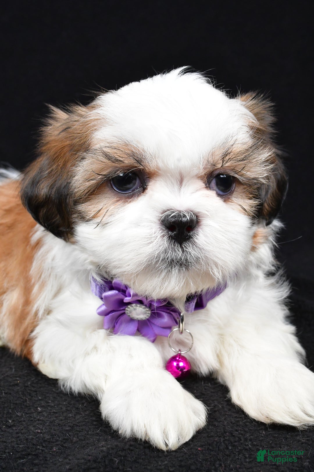 Shih Tzu dogs for sale: Hazel - Ad 5