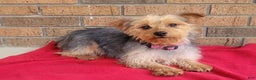 Yorkshire Terrier dogs for sale: Cupid - Ad 12