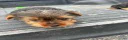 Yorkshire Terrier dogs for sale: Dave - Ad 2