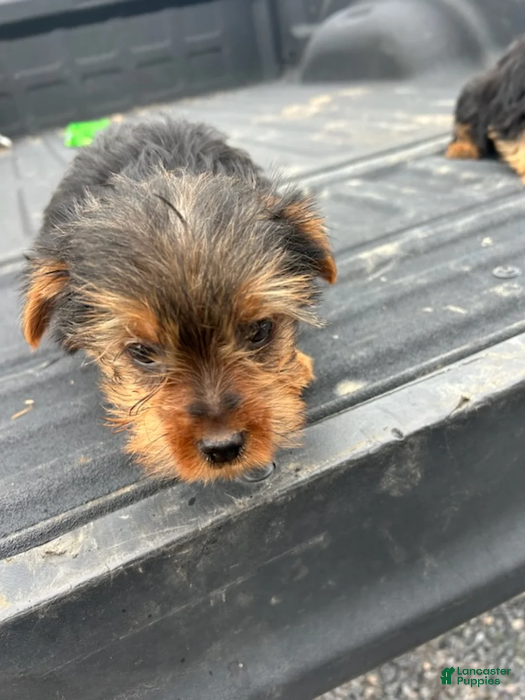Yorkshire Terrier dogs for sale: Dave - Ad 2