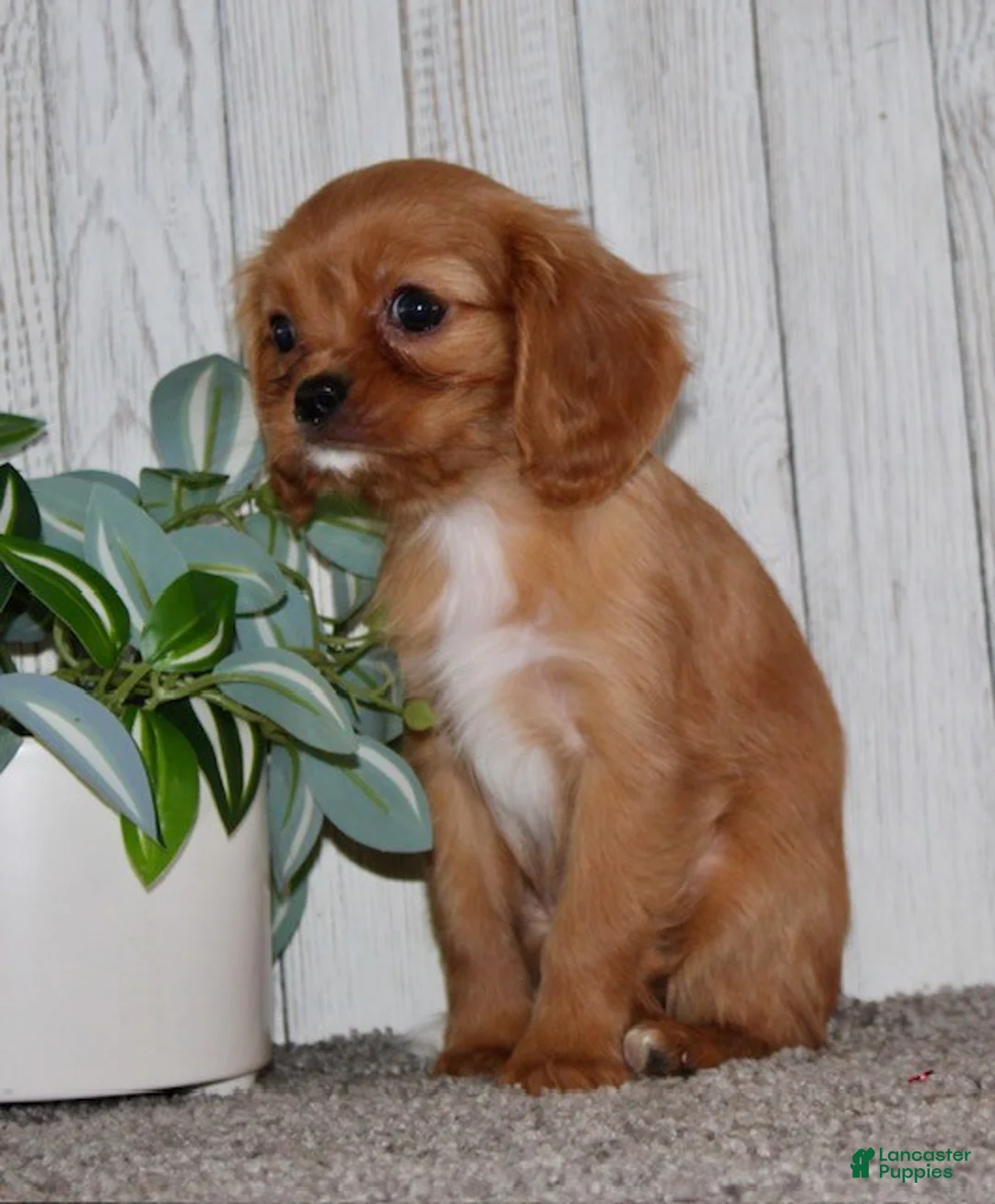 Cavapoo dogs for sale: Elsa - Ad 4