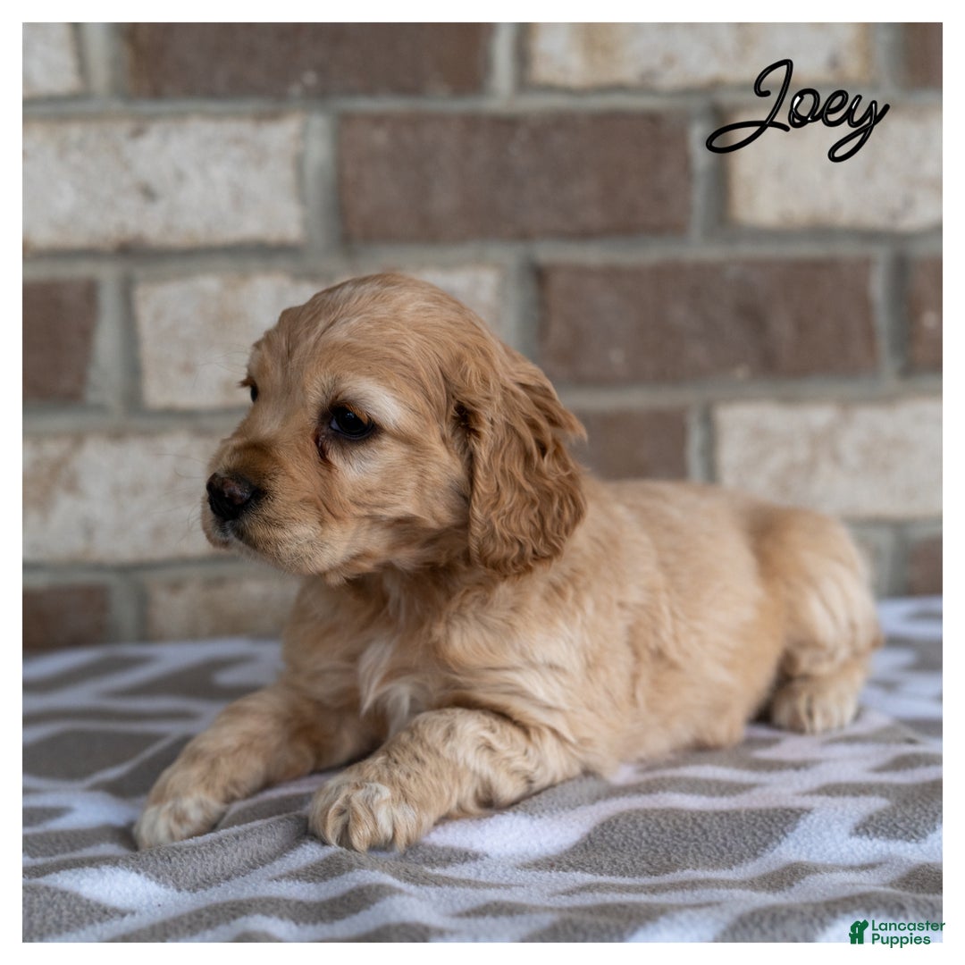 Cocker Spaniel dogs for sale: Joey - Ad 3