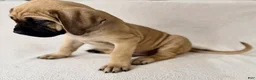 English Mastiff dogs for sale: English Mastiff Fawn Male - Ad 2