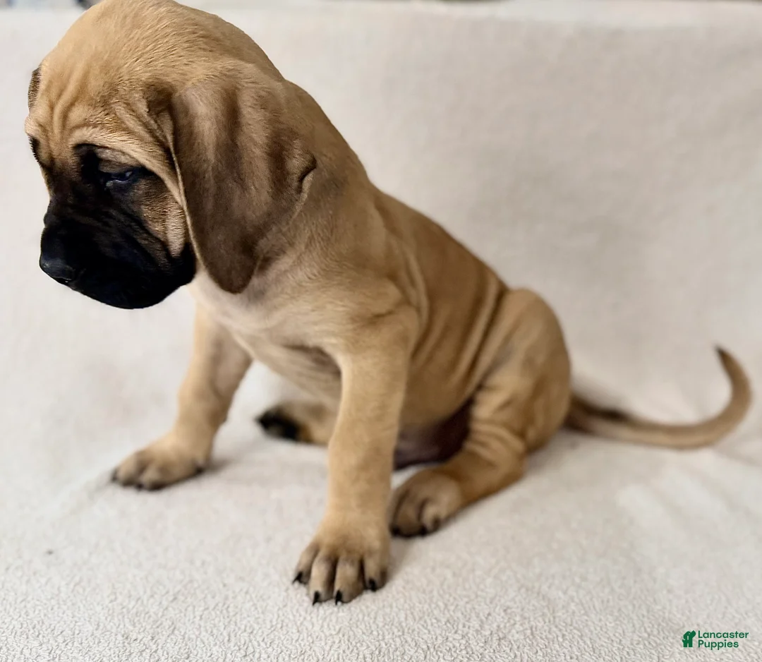 English Mastiff dogs for sale: English Mastiff Fawn Male - Ad 2
