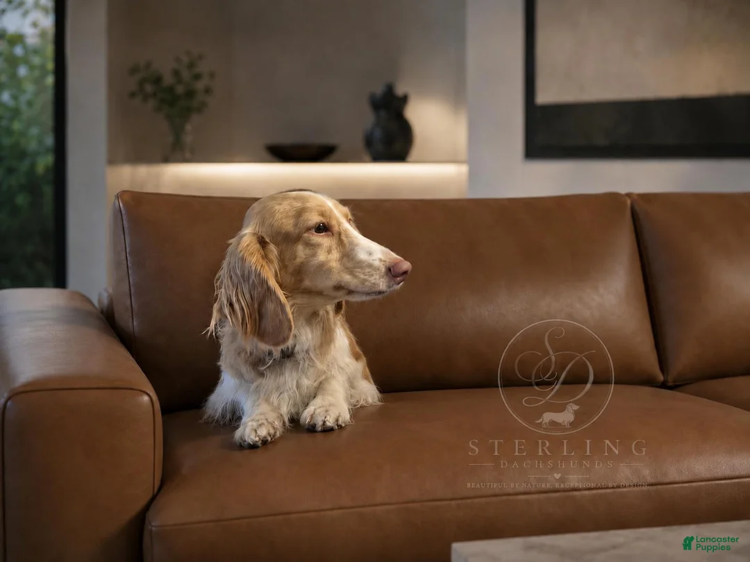 Dachshund dogs for stud: Red Dirt's River  - Ad 1