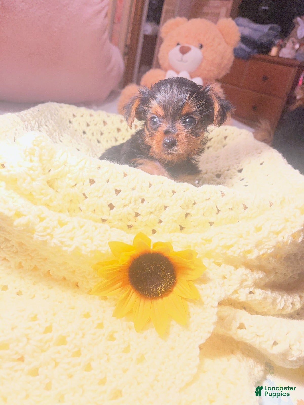 Yorkshire Terrier dogs Yorkshire Terrier 3 - Ad 2