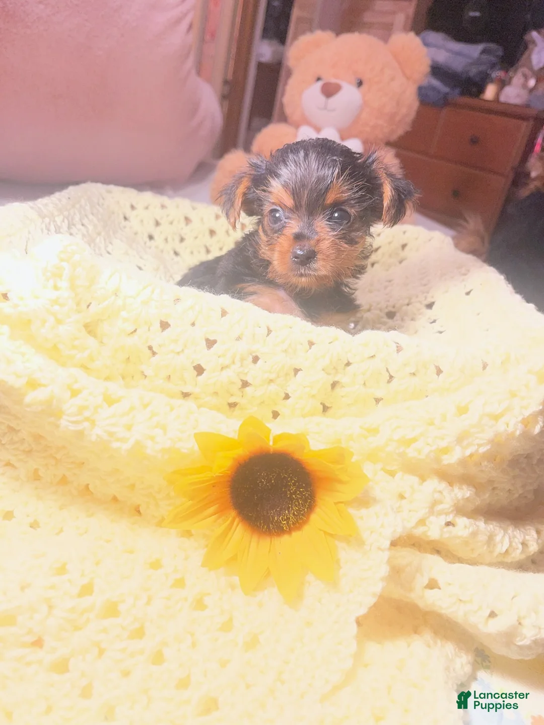 Yorkshire Terrier dogs for sale: Yorkshire Terrier 3 - Ad 2