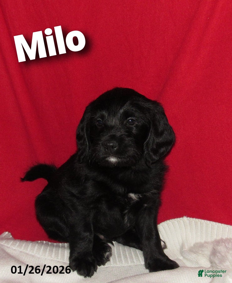 Labradoodle dogs Milo - Ad 6