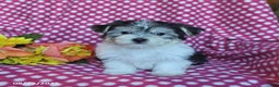 Morkie dogs for sale: Miles - Ad 10