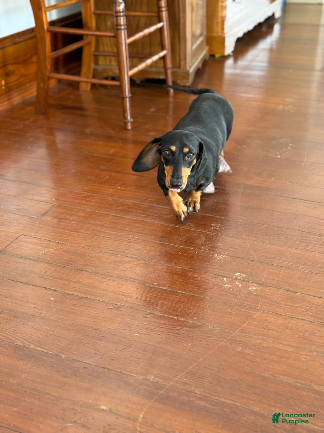 Miniature Dachshund dogs for sale: Murphy - Ad 16