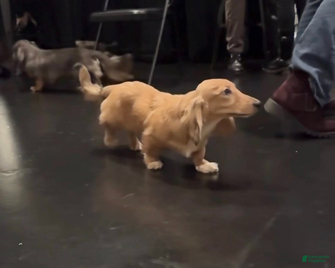 Miniature Dachshund dogs for sale: Cream dapple - Ad 6