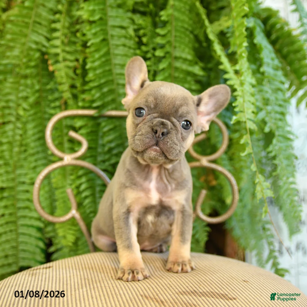 French Bulldog dogs for sale: Taffy - Ad 11