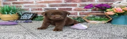 Labrador Retriever dogs for sale: Nutella - Ad 3