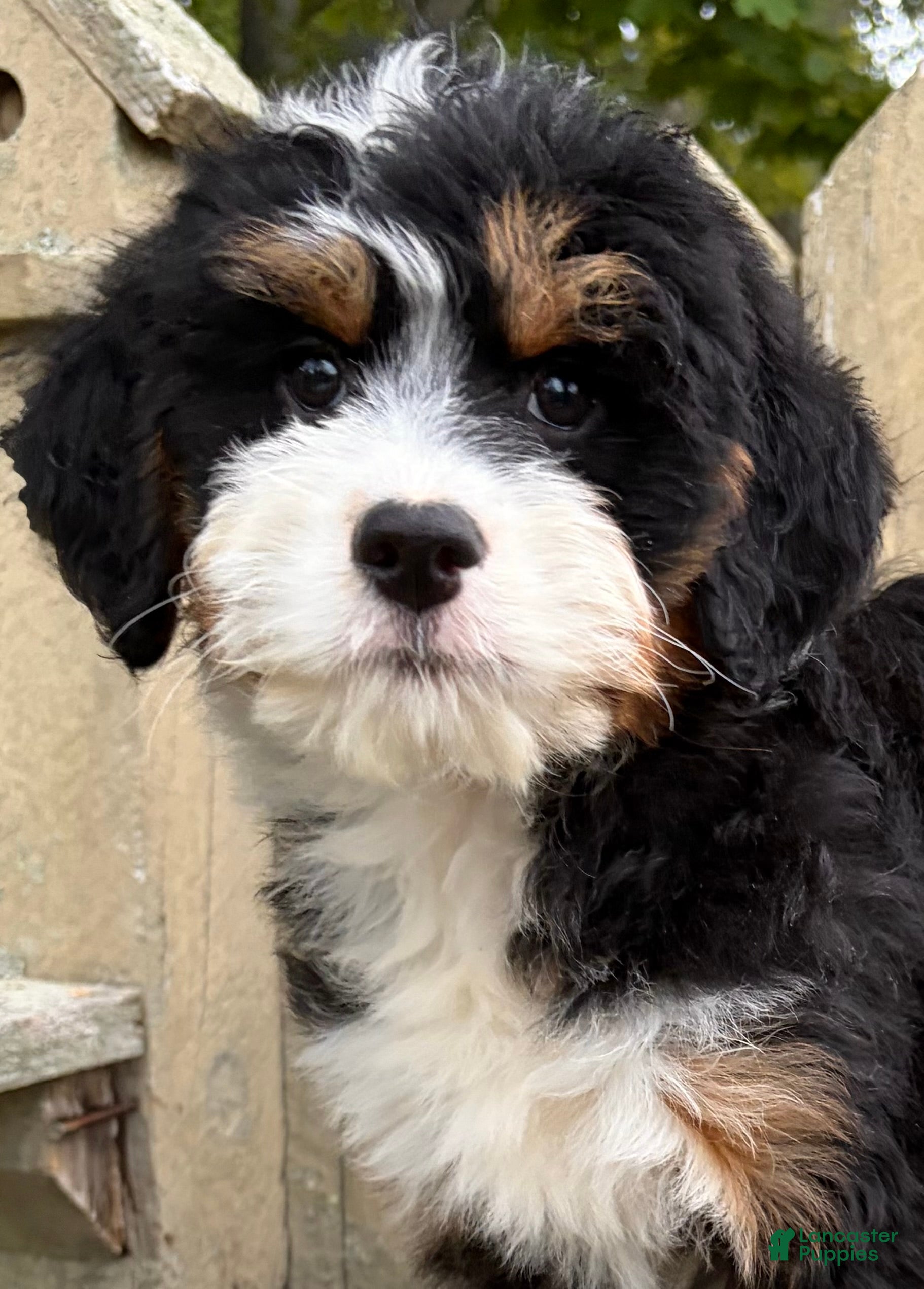 Mini Bernedoodle dogs for sale: 💛IN BOSTON MASSACHUSETTS AREA💛MINI BERNEDOODLE GIRL💛 - Ad 1