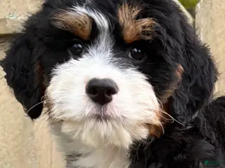 Mini Bernedoodle dogs for sale: 💛IN BOSTON MASSACHUSETTS AREA💛MINI BERNEDOODLE GIRL💛 - Ad 1
