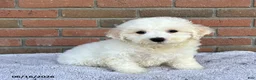Bichon Frise dogs for sale: Jojo - Ad 3
