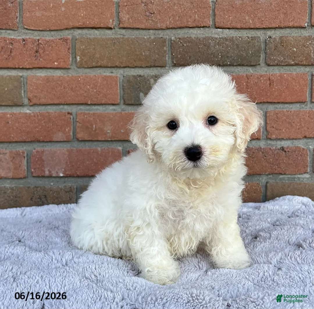 Bichon Frise dogs for sale: Jojo - Ad 3