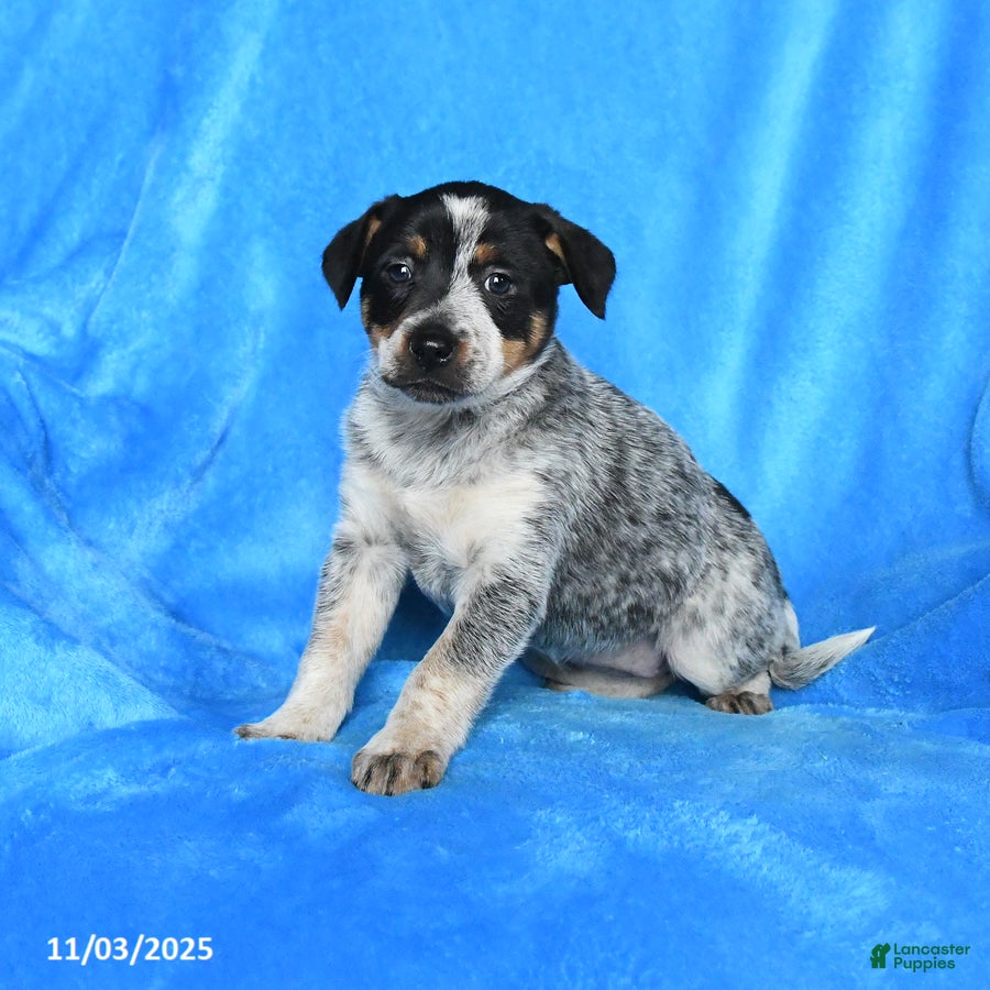 Australian Cattle Dog dogs Trixie - Ad 32