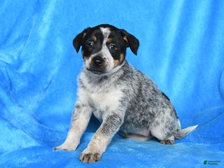 Australian Cattle Dog dogs Trixie - Ad 31