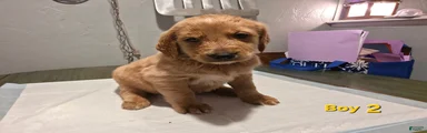 Goldendoodle male 2