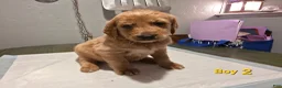 Goldendoodle dogs for sale: Goldendoodle male 2 - Ad 1