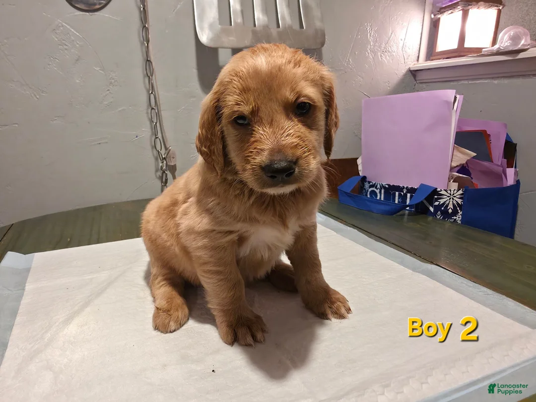 Goldendoodle dogs for sale: Goldendoodle male 2 - Ad 1