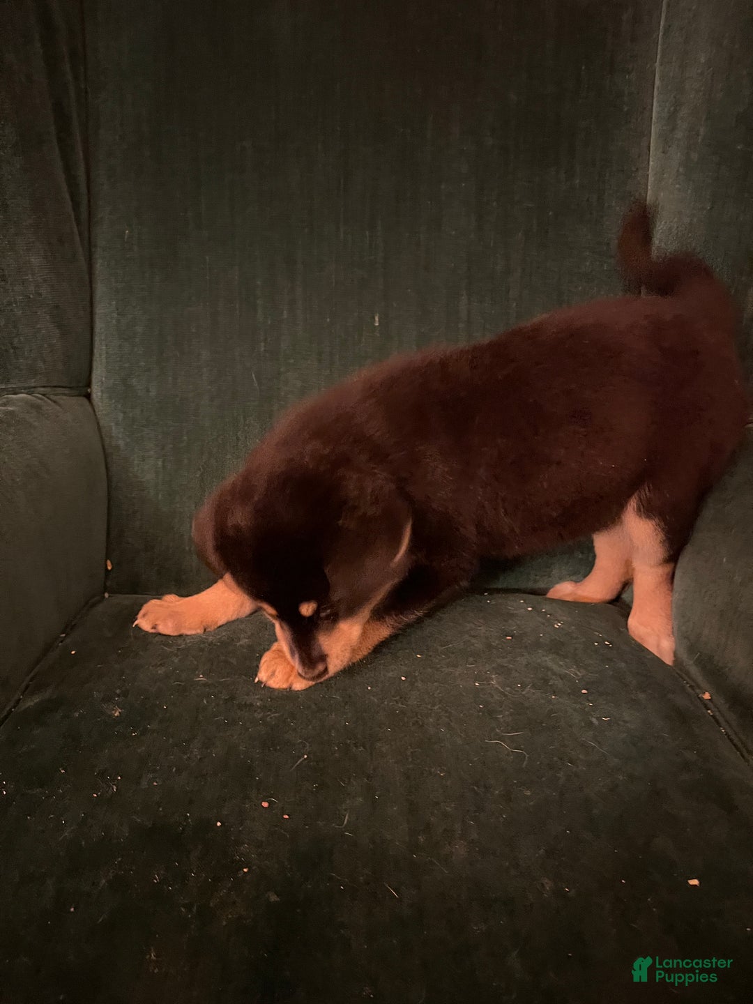 Mixed Breed dogs for sale: Victra - Ad 4