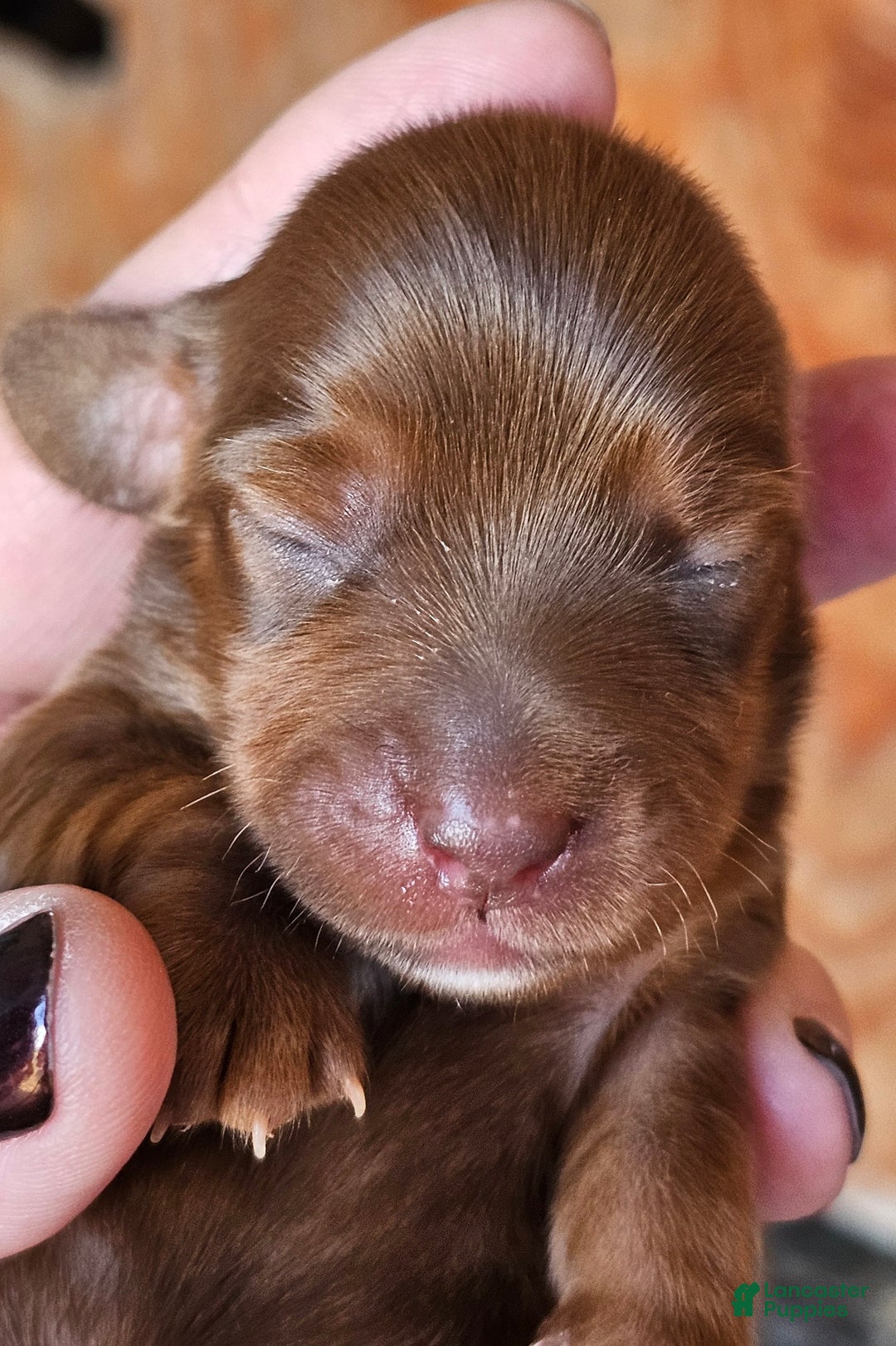 Miniature Dachshund dogs for sale: CT Long-haired  - Ad 2