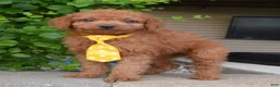 Mini Goldendoodle dogs for sale: Mini Gordon - Ad 3