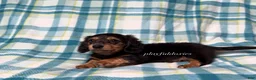 Miniature Dachshund dogs for sale: Black and Tan Long Haired Male AKC  - Ad 6