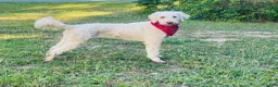 Goldendoodle dogs for stud: Priceless Beacon - Ad 5