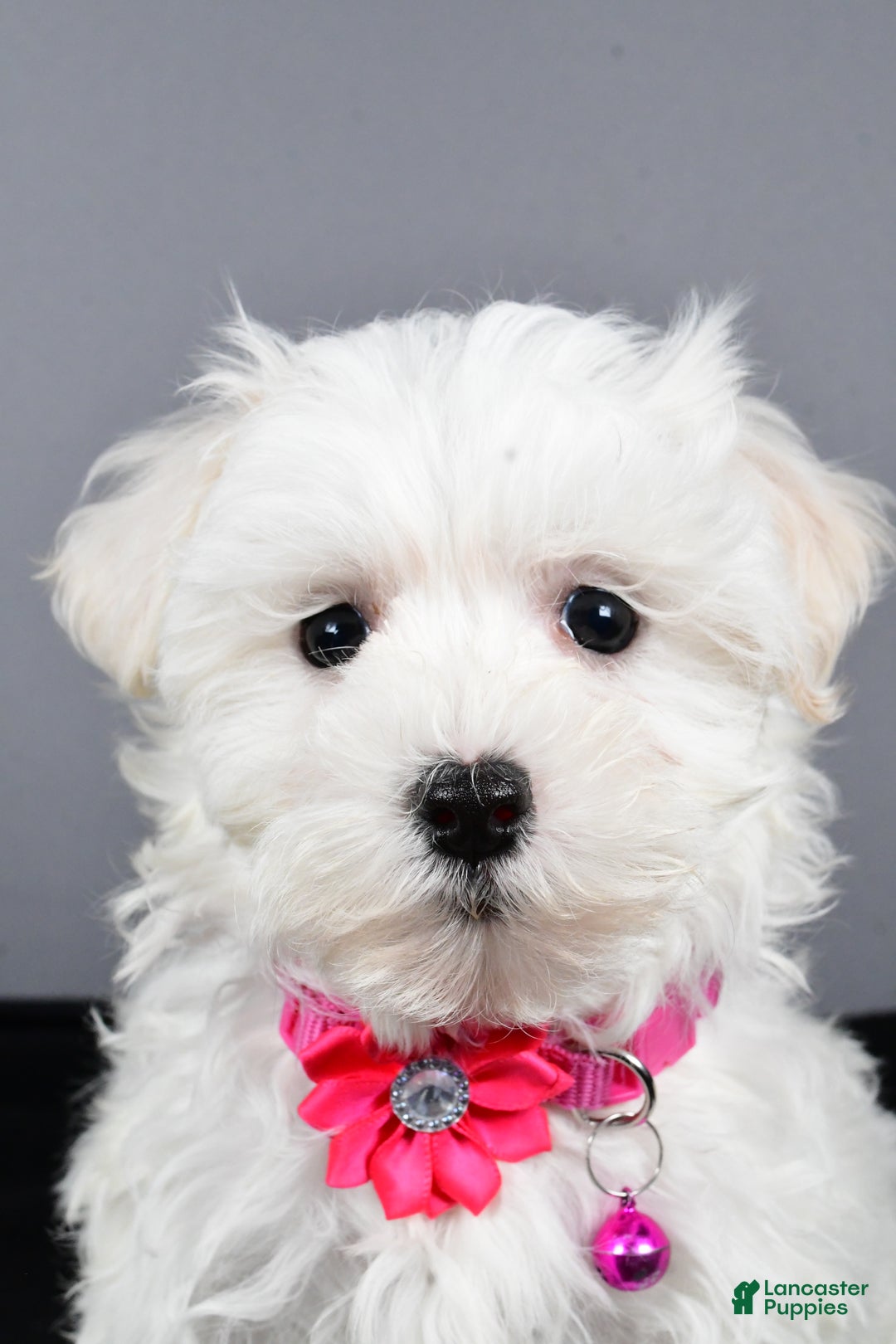 Maltipoo dogs for sale: Lexi - Ad 7