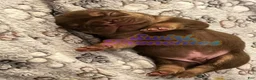 French Bulldog dogs for sale: Cinnamon - Ad 3