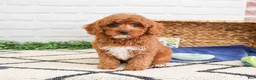 Cavapoo dogs for sale: Valentino  - Ad 5