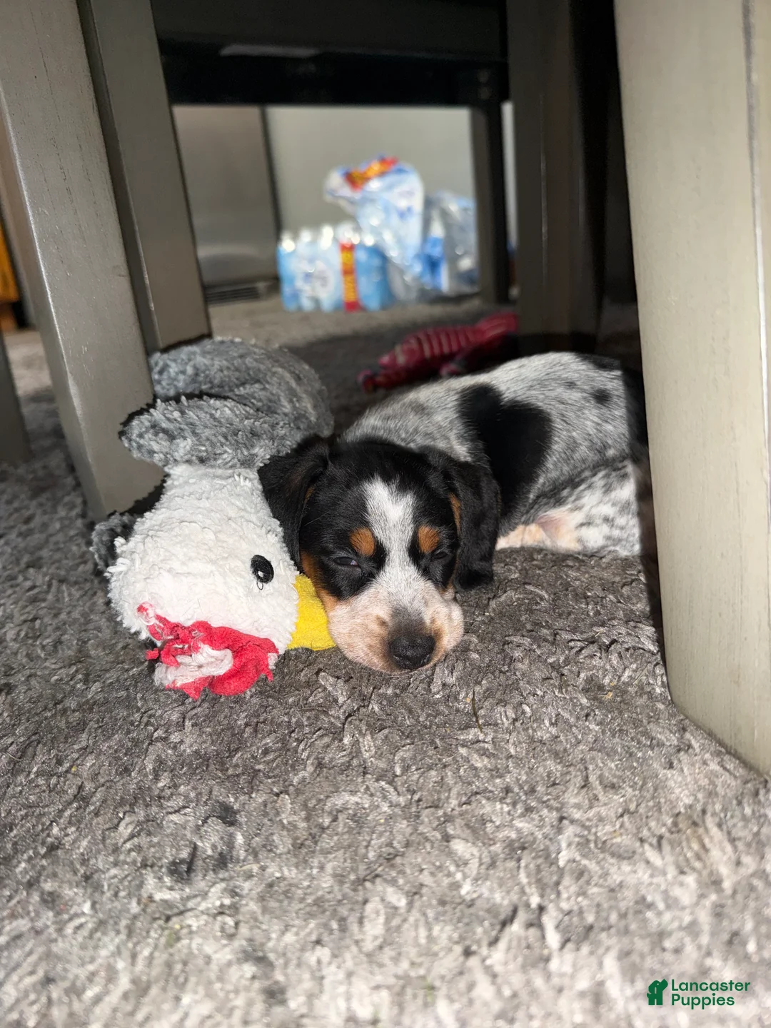 Miniature Dachshund dogs for sale: Miniature Dachshund 2 - Ad 2