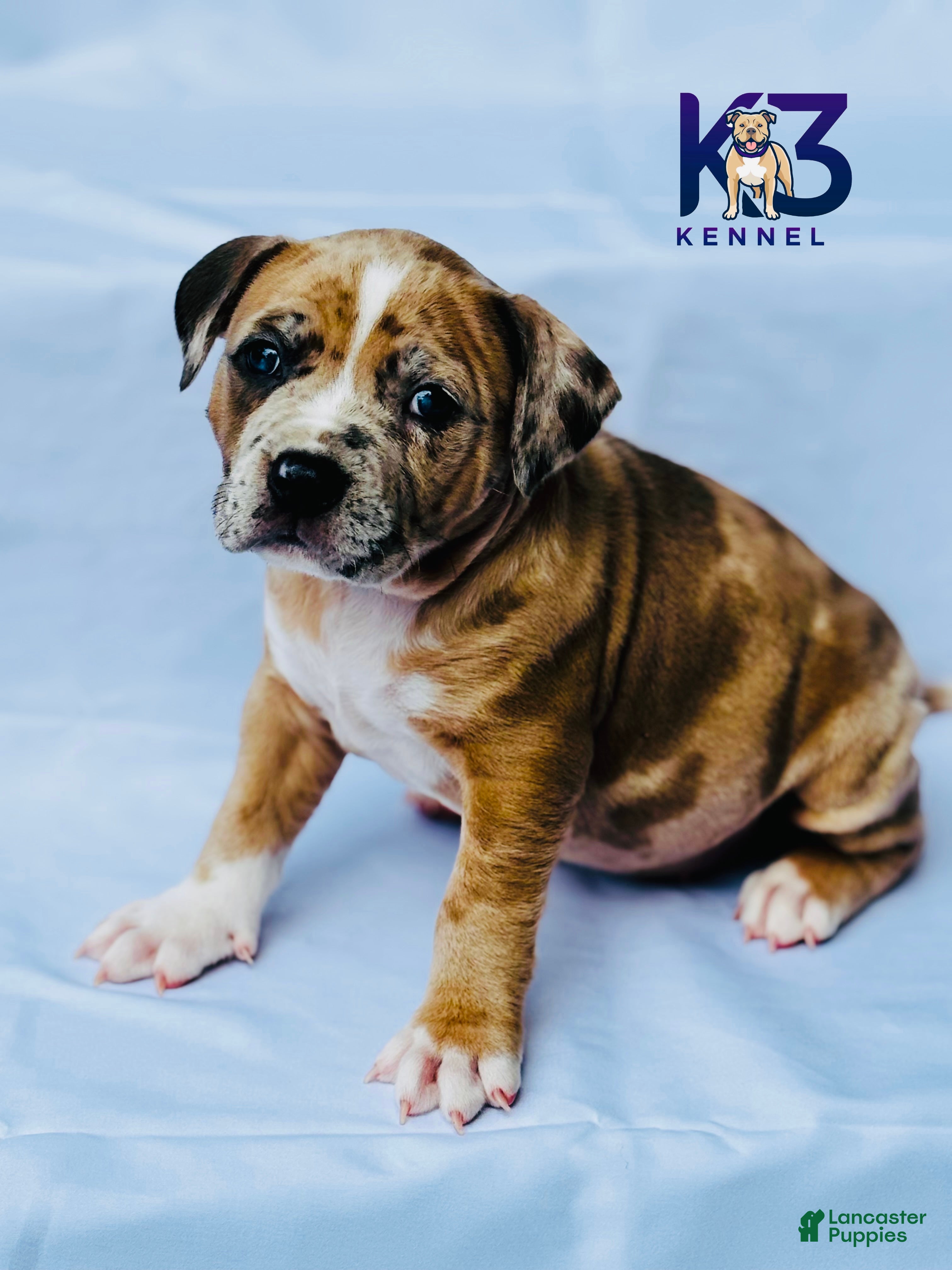 American Bully dogs for sale: American Bully Puppy 4 - Ad 4