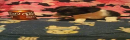 Chihuahua dogs for sale: Butter - Ad 2