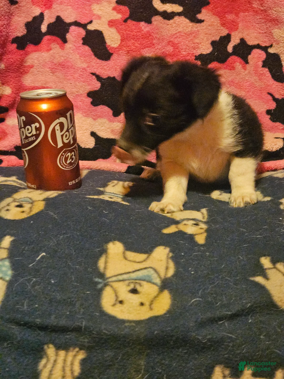 Chihuahua dogs for sale: Butter - Ad 2