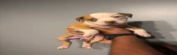 American Pit Bull Terrier dogs for sale: American Pit Bull Terrier Puppy 5 - Ad 35
