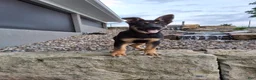 German Shepherd dogs for sale: Karl - Ad 13