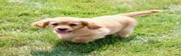 Miniature Golden Retriever dogs for sale: Ginger - Ad 5